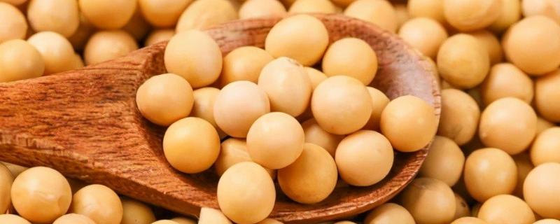 南夏豆47大豆种子特征特性，花荚期注意防治豆荚螟及鼠害