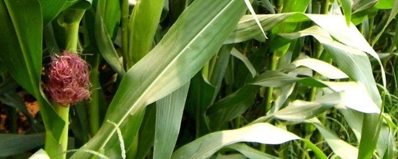 竹单754玉米种子特征特性，达到优质高淀粉玉米品种标准