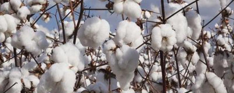 中棉所156棉花种简介，该品种属转抗虫基因常规品种