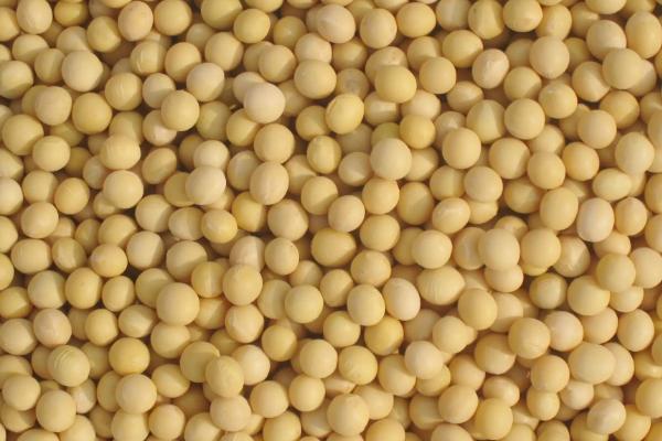 贡夏豆20大豆种简介，花荚期注意防治豆荚螟及鼠害