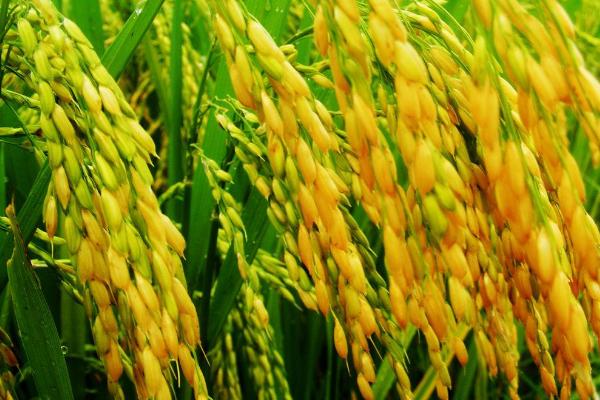 秋乡优6号水稻种简介，该品种基部叶叶鞘绿色