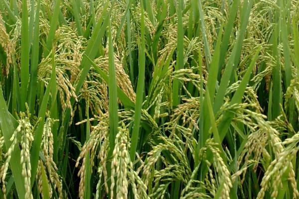 花优706水稻品种的特性，综合防治病虫害