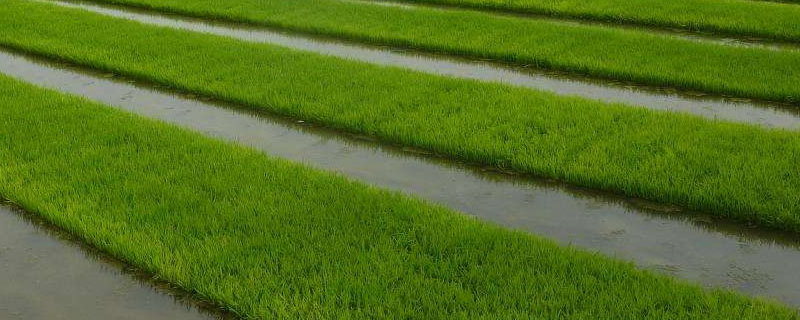蜀香优192水稻种子简介，该品种基部叶叶鞘绿色
