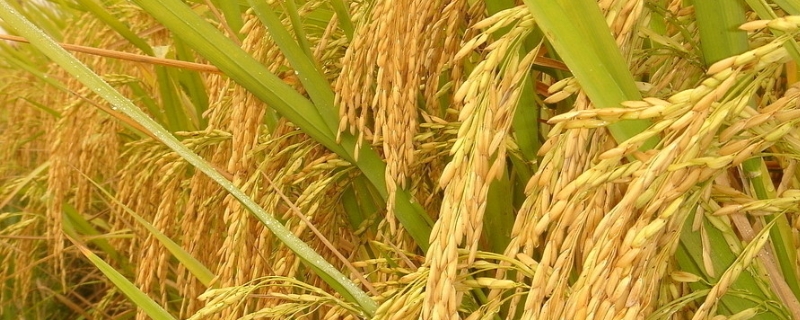 川优899水稻种简介，该品种基部叶叶鞘绿色