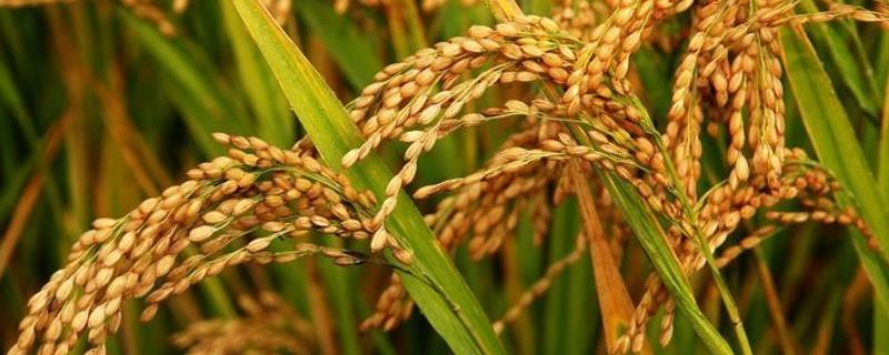 珍优润禾水稻品种简介，该品种基部叶叶鞘绿色