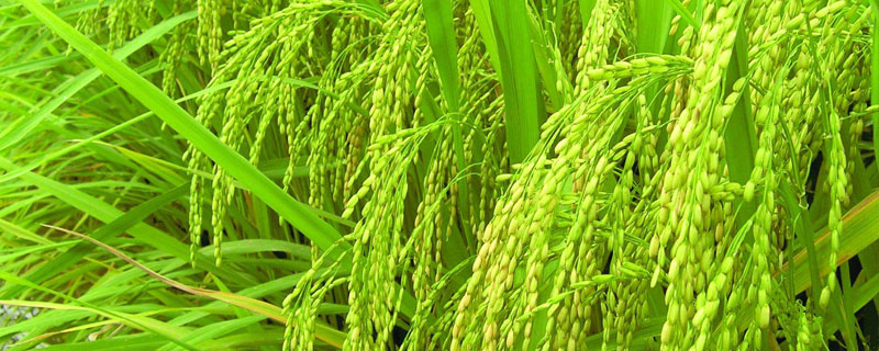 粤禾丝苗水稻种子特征特性，该品种基部叶叶鞘绿色