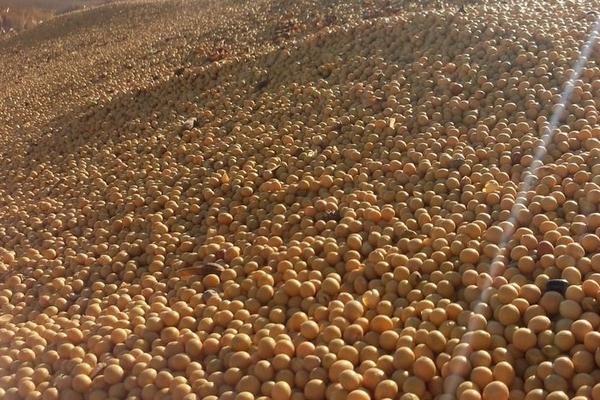 吉育3512大豆品种的特性，8月中旬及时防治大豆食心虫