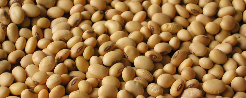九农403大豆种子简介，出苗至成熟平均124天