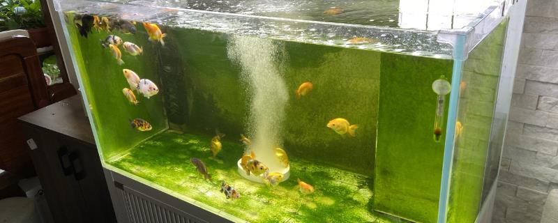 鱼入缸几天放硝化细菌，先养水再放鱼