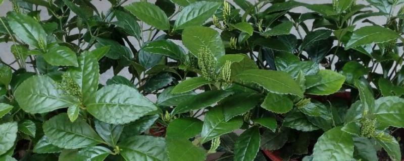 盆栽珠兰的养护方法，常用压条、扦插和分株繁殖