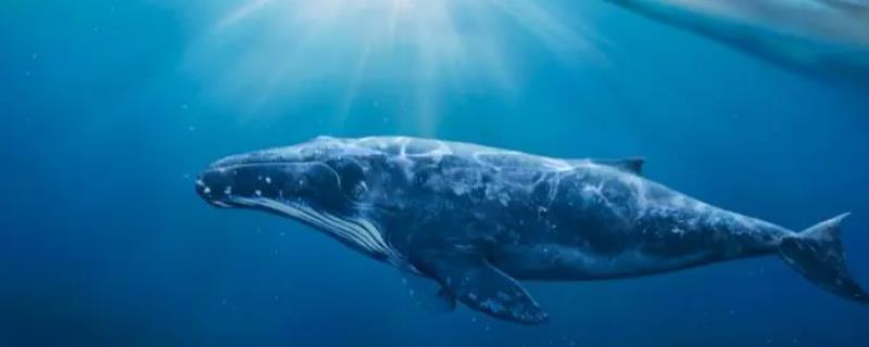 鲸鱼为什么会鲸落，由鲸鱼死亡而引起