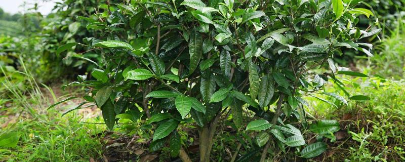 茶叶树的种植技术，施肥以多次少许为主