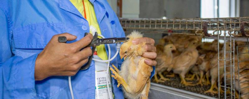 小鸡打疫苗前后要注意什么，接种前要调整温湿度、接种后不能立即消毒