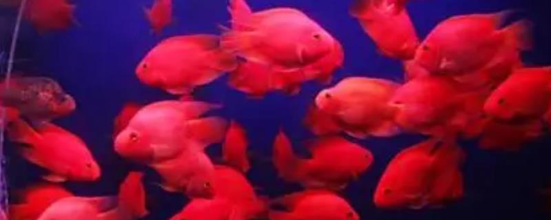 红鹦鹉鱼吃什么饲料，可以用动物性饲料搭配合成饲料