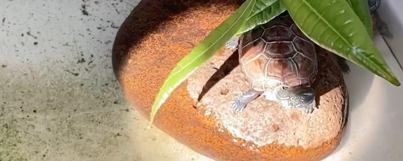 草龟晒太阳是干晒还是放水晒，可以干晒也可以放在水中晒