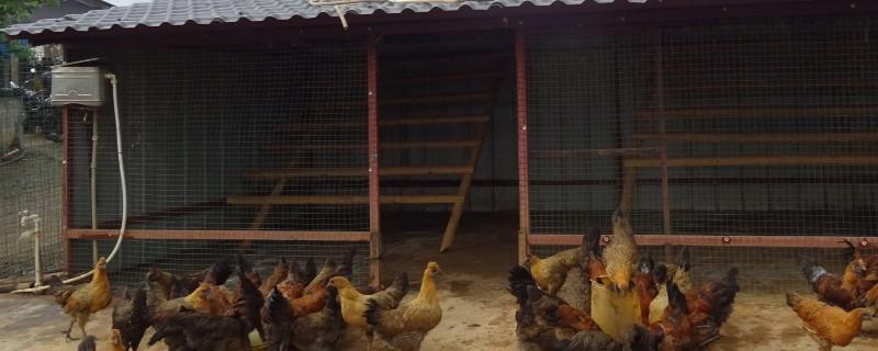 散养土鸡的鸡舍建造方法，以下5种供参考