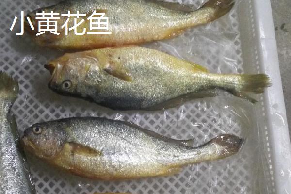 大黄花鱼和小黄花鱼的区别，外观、分布和口感均不同