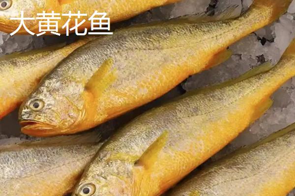 大黄花鱼和小黄花鱼的区别，外观、分布和口感均不同