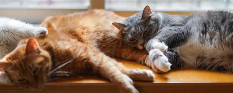 猫咪绝育后为什么会发胖，主要是因为更安于家室而进食过量和缺乏运动