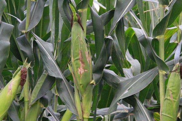 爱糯186玉米种子特征特性，适宜密度为每亩4000株左右