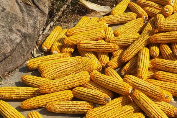 良星279玉米种子介绍，适宜密度为每亩4500株左右