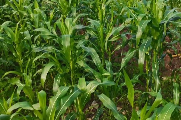 泰青饲12号玉米种子简介，适宜密度为每亩4500株左右