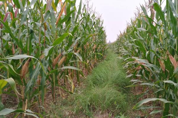 农大689玉米种子特征特性，适宜密度为每亩4500株左右