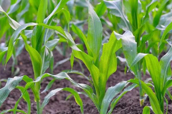 良星279玉米种子介绍，适宜密度为每亩4500株左右