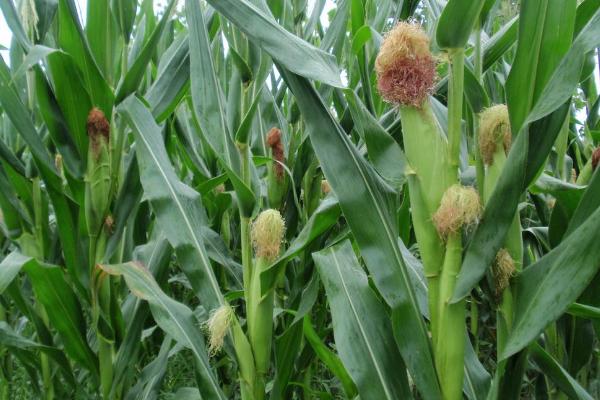 泰青饲12号玉米种子简介，适宜密度为每亩4500株左右