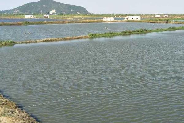 养殖黄辣丁的池塘条件，水深达到1.5-2米左右、淤泥厚度不超过20厘米