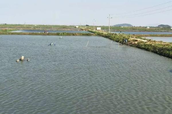 养殖黄辣丁的池塘条件，水深达到1.5-2米左右、淤泥厚度不超过20厘米