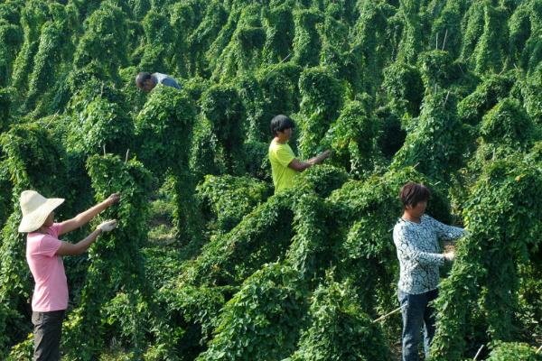 怎么防治山药斑纹病，播种前可用多菌灵等药物浸种