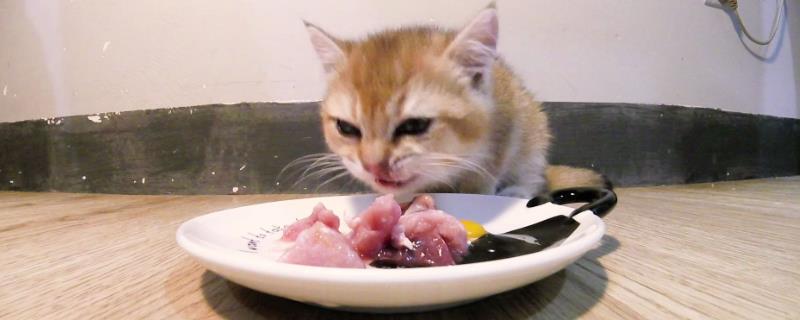 猫咪能吃生肉吗，能吃但要注意喂食次数