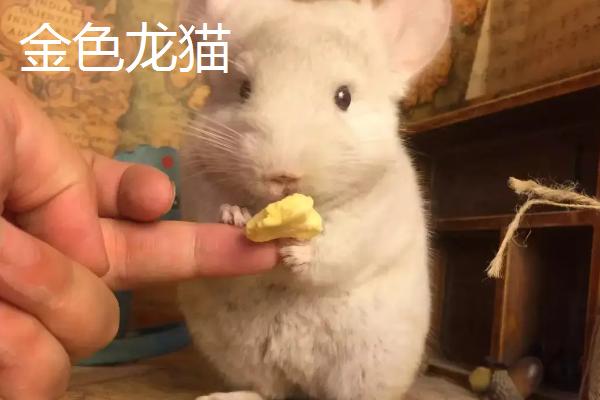 龙猫的种类，常见以下5种