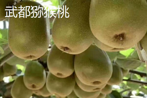 甘肃陇南市的特产水果，武都猕猴桃均属野生