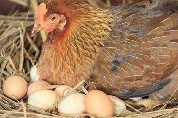 母鸡下蛋后为什么咯咯叫，可能是兴奋、寻求交配或炫耀等