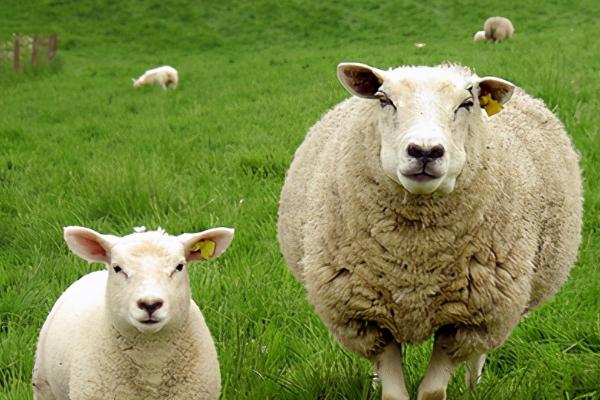 羊吃什么长得又快又肥，可喂食蛋白质和脂肪含量比较高的精饲料