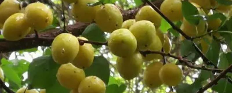 新疆阿克苏地区有哪些特色水果，常见的有库车小白杏、阿克苏苹果等