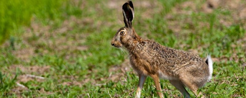 野兔和家兔的区别，寿命、体型和外观均不同