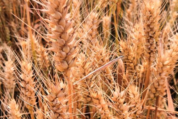 藁优5766小麦的特征特性，全生育期为222.8-230.2天