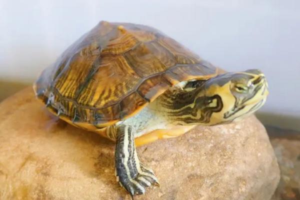 怎么鉴别黄耳龟的纯度，纯种黄耳龟头部的纹路不连贯