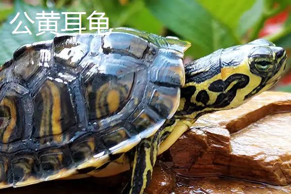 怎么鉴别黄耳龟的纯度，纯种黄耳龟头部的纹路不连贯