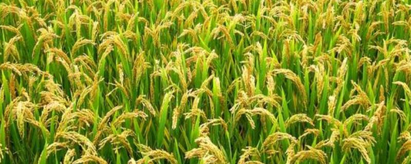 南方水稻播种和收割时间，早稻播种时间4月上中旬