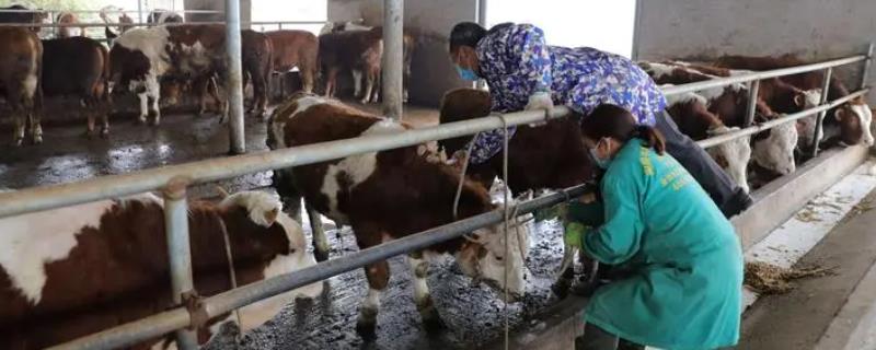 养牛防疫注意事项，接种疫苗时切勿超剂量使用