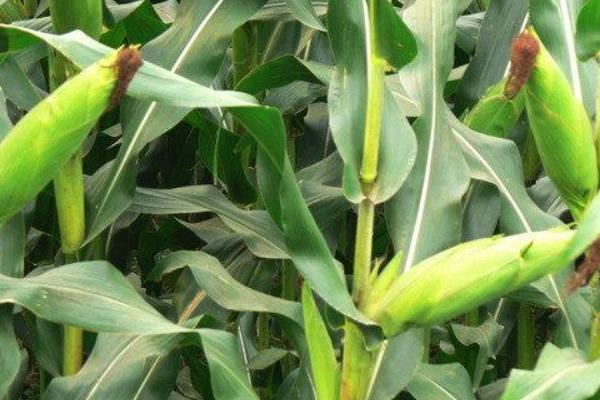 农大282玉米种子特征特性，适宜密度为每亩4500株左右