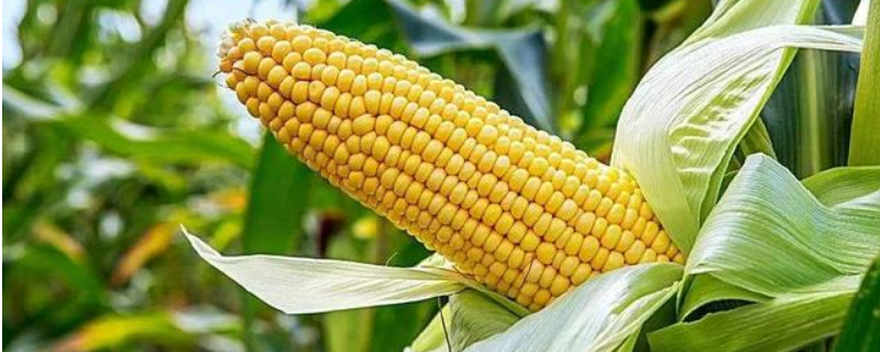 德玉183玉米种子介绍，夏播生育期106天