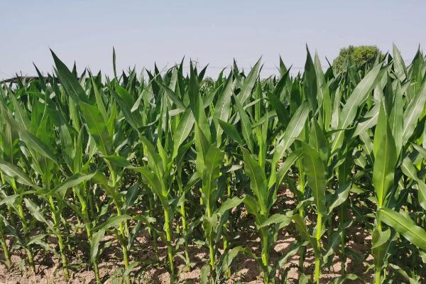 华良165玉米种子简介，适宜密度为每亩3500株左右