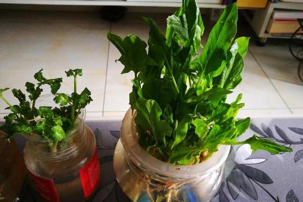 怎么在阳台上种植菠菜，浸种10-12小时、经过催芽后再播种