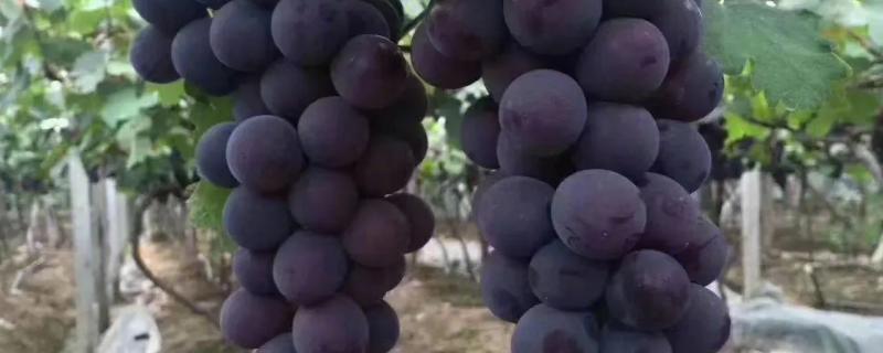 常见的葡萄品种，分为水果葡萄和酿酒葡萄品种
