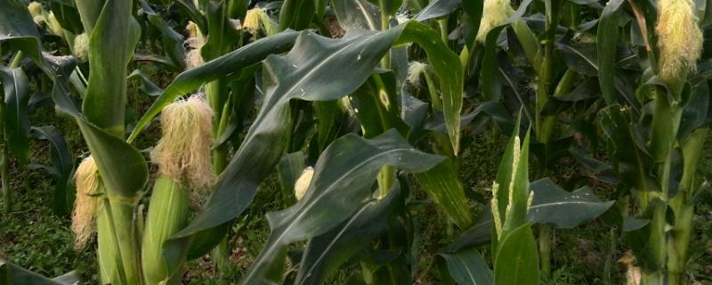 裕丰808玉米品种简介，春播平均生育期117.3天